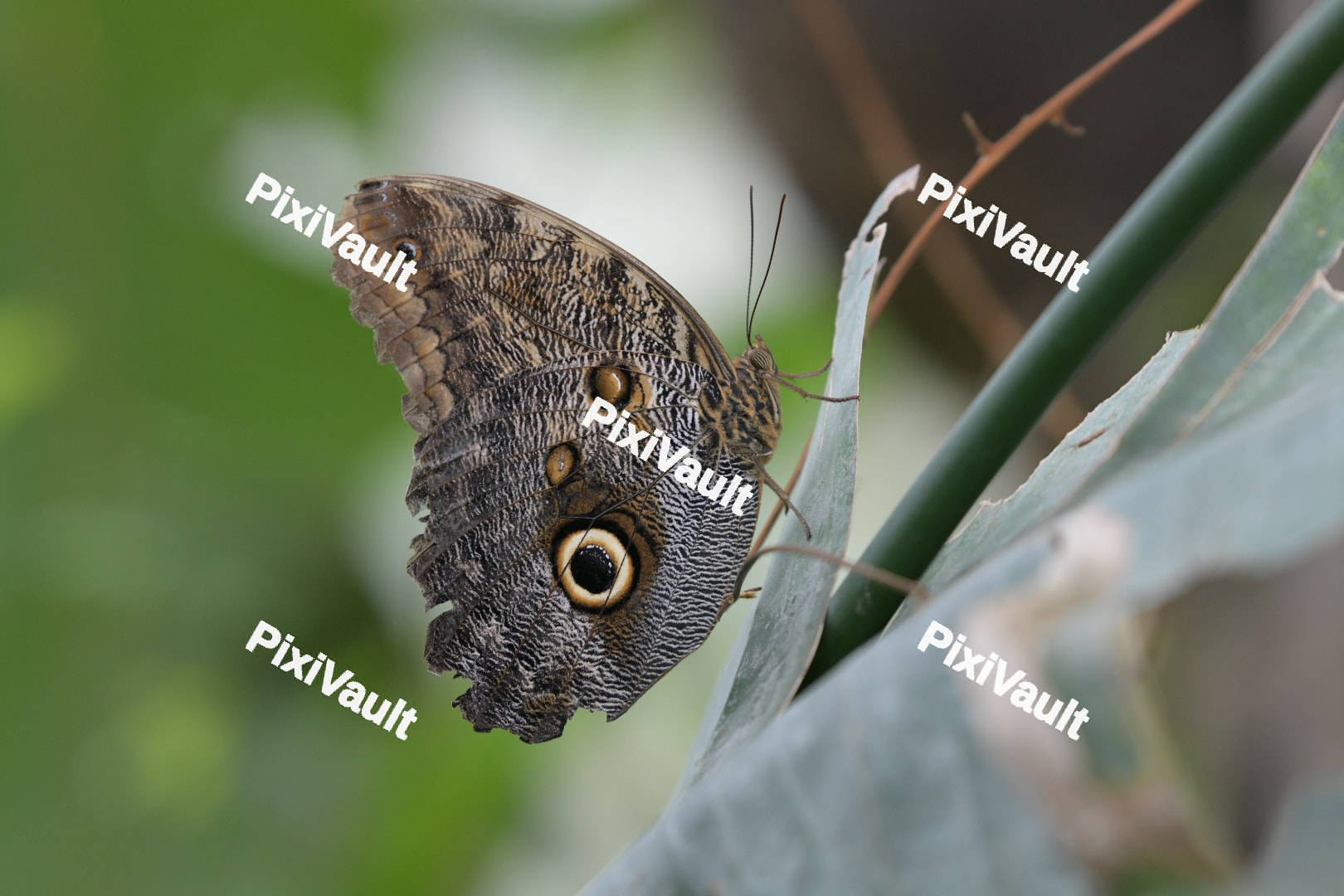 Owl Butterfly